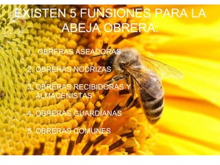 EXISTEN 5 FUNSIONES PARA LA
      ABEJA OBRERA:
 1. OBRERAS ASEADORAS

 2. OBRERAS NODRIZAS

 3. OBRERAS RECIBIDORAS Y
    ALMACENISTAS

 4. OBRERAS GUARDIANAS

 5. OBRERAS COMUNES
 