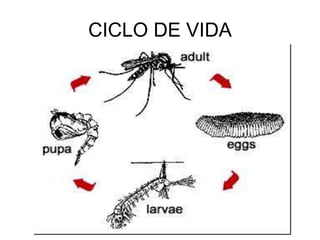CICLO DE VIDA
 