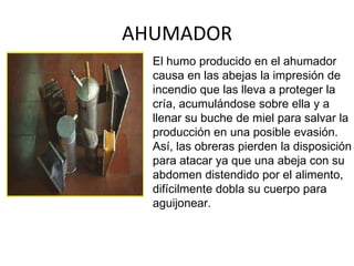 AHUMADOR
  El humo producido en el ahumador
  causa en las abejas la impresión de
  incendio que las lleva a proteger la
  cría, acumulándose sobre ella y a
  llenar su buche de miel para salvar la
  producción en una posible evasión.
  Así, las obreras pierden la disposición
  para atacar ya que una abeja con su
  abdomen distendido por el alimento,
  difícilmente dobla su cuerpo para
  aguijonear.
 