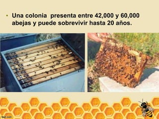 • Una colonia presenta entre 42,000 y 60,000
abejas y puede sobrevivir hasta 20 años.
28
 