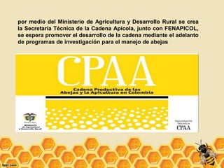 por medio del Ministerio de Agricultura y Desarrollo Rural se crea
la Secretaría Técnica de la Cadena Apícola, junto con FENAPICOL,
se espera promover el desarrollo de la cadena mediante el adelanto
de programas de investigación para el manejo de abejas
 