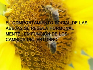 .
EL COMPORTAMIENTO SOCIAL DE LAS
ABEJAS SE REGULA HORMONAL
MENTE ; EN FUNCION DE LOS
CAMBIOS DEL ENTORNO.
 