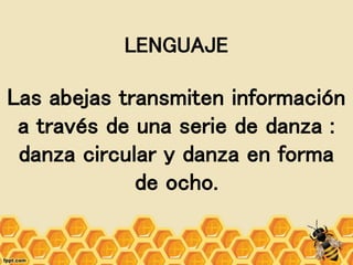 Las abejas transmiten información
a través de una serie de danza :
danza circular y danza en forma
de ocho.
LENGUAJE
 