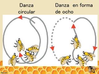 Danza
circular
Danza en forma
de ocho
 