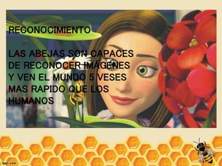 RECONOCIMIENTO
LAS ABEJAS SON CAPACES
DE RECONOCER IMÁGENES
Y VEN EL MUNDO 5 VESES
MAS RAPIDO QUE LOS
HUMANOS
 