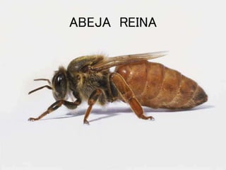 ABEJA REINA
 