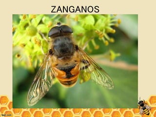 ZANGANOS
 