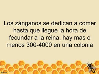 Los zánganos se dedican a comer
hasta que llegue la hora de
fecundar a la reina, hay mas o
menos 300-4000 en una colonia
 