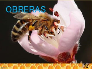 OBRERAS
 