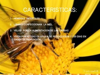 CARACTERISTICAS:
1. HEMBRAS INFERTILES
2. LIBAN Y CONFECCIONAN LA MIEL
3. VELAN POR LA ALIMENTACION DE LAS LARBAS
4. VIVEN POR 40 DIAS EN EPOCA DE RECOLECCION Y 120 DIAS EN
EPOCA DE INERVACION.
 