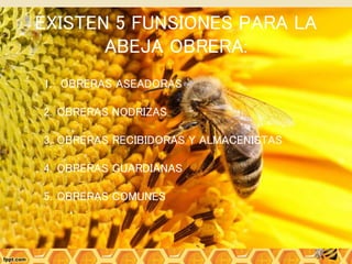 EXISTEN 5 FUNSIONES PARA LA
ABEJA OBRERA:
1. OBRERAS ASEADORAS
2. OBRERAS NODRIZAS
3. OBRERAS RECIBIDORAS Y ALMACENISTAS
4. OBRERAS GUARDIANAS
5. OBRERAS COMUNES
 