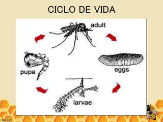 CICLO DE VIDA
 