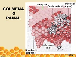 COLMENA
O
PANAL
 