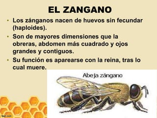 EL ZANGANO
• Los zánganos nacen de huevos sin fecundar
(haploides).
• Son de mayores dimensiones que la
obreras, abdomen más cuadrado y ojos
grandes y contiguos.
• Su función es aparearse con la reina, tras lo
cual muere.
49
 