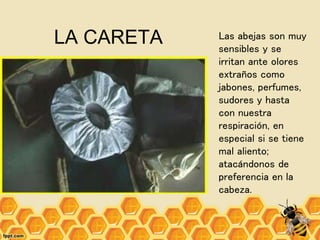 LA CARETA Las abejas son muy
sensibles y se
irritan ante olores
extraños como
jabones, perfumes,
sudores y hasta
con nuestra
respiración, en
especial si se tiene
mal aliento;
atacándonos de
preferencia en la
cabeza.
 