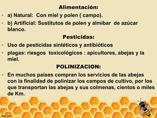 Alimentación:
• a) Natural: Con miel y polen ( campo).
• b) Artificial: Sustitutos de polen y almíbar de azúcar
blanco.
Pesticidas:
• Uso de pesticidas sintéticos y antibióticos
• plagas: riesgos toxicológicos : apicultores, abejas y la
miel.
POLINIZACION:
• En muchos países compran los servicios de las abejas
con la finalidad de polinizar los campos de cultivo, por los
que transportan las abejas y sus colmenas, cientos o miles
de Km.
 