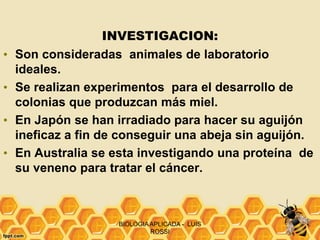 INVESTIGACION:
• Son consideradas animales de laboratorio
ideales.
• Se realizan experimentos para el desarrollo de
colonias que produzcan más miel.
• En Japón se han irradiado para hacer su aguijón
ineficaz a fin de conseguir una abeja sin aguijón.
• En Australia se esta investigando una proteína de
su veneno para tratar el cáncer.
BIOLOGIAAPLICADA - LUIS
ROSSI
 