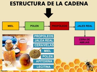 ESTRUCTURA DE LA CADENA
MIEL POLEN PROPÓLEOS JALES REAL
CERA DE
ABEJAS
 