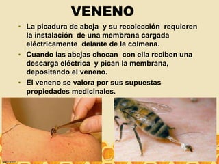 VENENO
• La picadura de abeja y su recolección requieren
la instalación de una membrana cargada
eléctricamente delante de la colmena.
• Cuando las abejas chocan con ella reciben una
descarga eléctrica y pican la membrana,
depositando el veneno.
• El veneno se valora por sus supuestas
propiedades medicinales.
 
