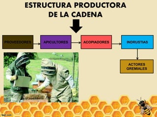 ESTRUCTURA PRODUCTORA
DE LA CADENA
PROVEEDORES APICULTORES ACOPIADORES INDRUSTIAS
ACTORES
GREMIALES
 