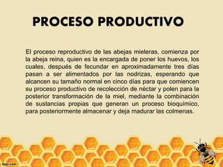 PROCESO PRODUCTIVO
El proceso reproductivo de las abejas mieleras, comienza por
la abeja reina, quien es la encargada de poner los huevos, los
cuales, después de fecundar en aproximadamente tres días
pasan a ser alimentados por las nodrizas, esperando que
alcancen su tamaño normal en cinco días para que comiencen
su proceso productivo de recolección de néctar y polen para la
posterior transformación de la miel, mediante la combinación
de sustancias propias que generan un proceso bioquímico,
para posteriormente almacenar y deja madurar las colmenas.
 