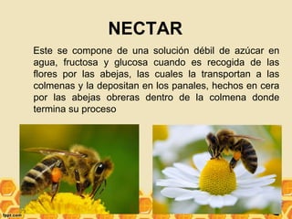 NECTAR
Este se compone de una solución débil de azúcar en
agua, fructosa y glucosa cuando es recogida de las
flores por las abejas, las cuales la transportan a las
colmenas y la depositan en los panales, hechos en cera
por las abejas obreras dentro de la colmena donde
termina su proceso
 