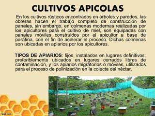 CULTIVOS APICOLAS
En los cultivos rústicos encontrados en árboles y paredes, las
obreras hacen el trabajo completo de construcción de
panales, sin embargo, en colmenas modernas realizadas por
los apicultores para el cultivo de miel, son equipadas con
panales móviles construidos por el apicultor a base de
parafina, con el fin de acelerar el proceso. Dichas colmenas
son ubicadas en apiarios por los apicultores.
TIPOS DE APIARIOS: fijos, instalados en lugares definitivos,
preferiblemente ubicados en lugares cerrados libres de
contaminación, y los apiarios migratorios o móviles, utilizados
para el proceso de polinización en la colecta del néctar.
 