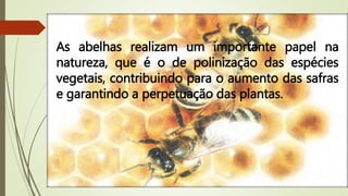 As abelhas realizam um importante papel na
natureza, que é o de polinização das espécies
vegetais, contribuindo para o aumento das safras
e garantindo a perpetuação das plantas.
 