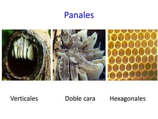 Panal con polen
Panal con miel
 