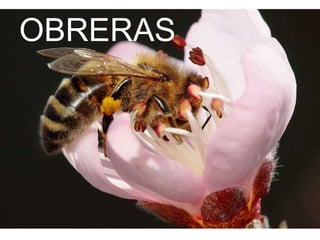 OBRERAS
 