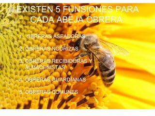 EXISTEN 5 FUNSIONES PARA
   CADA ABEJA OBRERA:
1. OBRERAS ASEADORAS

2. OBRERAS NODRIZAS

3. OBRERAS RECIBIDORAS Y
   ALMACENISTAS

4. OBRERAS GUARDIANAS

5. OBRERAS COMUNES
 