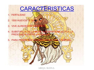 CARACTERISTICAS
1. FERTILIDAD

2. 1500 HUEVOS X DIA

3. VIVE ALREDEDOR DE 5 AÑOS

4. SUBSTANCIA DE LA REINA QUE MANTIENE ACTIVA LA
   PRESCENCIA ENTRE LAS ABEJAS

5. PARA PONER HUEVOS REALIZA SU VUELO NUPCIAL.
 