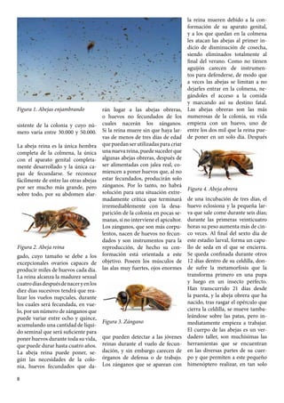 Cómo encontrar la reina en una colmena de abejas: consejos y técnicas