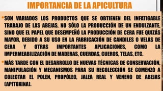 IMPORTANCIA DE LA APICULTURA
•SON VARIADOS LOS PRODUCTOS QUE SE OBTIENEN DEL INFATIGABLE
TRABAJO DE LAS ABEJAS, NO SÓLO LA PRODUCCIÓN DE UN ENDULZANTE,
SINO QUE EL PAPEL QUE DESEMPEÑÓ LA PRODUCCIÓN DE CERA FUE QUIZÁS
MAYOR, DEBIDO A SU USO EN LA FABRICACIÓN DE CANDILES O VELAS DE
CERA Y OTRAS IMPORTANTES APLICACIONES, COMO LA
IMPERMEABILIZACIÓN DE MADERAS, CUERDAS, CUEROS, TELAS, ETC.
•MÁS TARDE CON EL DESARROLLO DE NUEVAS TÉCNICAS DE CONSERVACIÓN,
MANIPULACIÓN Y MECANISMOS PARA SU RECOLECCIÓN SE COMENZÓ A
COLECTAR EL POLEN, PROPÓLEO, JALEA REAL Y VENENO DE ABEJAS
(APITOXINA).
 