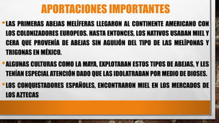 APORTACIONES IMPORTANTES
•LAS PRIMERAS ABEJAS MELÍFERAS LLEGARON AL CONTINENTE AMERICANO CON
LOS COLONIZADORES EUROPEOS. HASTA ENTONCES, LOS NATIVOS USABAN MIEL Y
CERA QUE PROVENÍA DE ABEJAS SIN AGUIJÓN DEL TIPO DE LAS MELÍPONAS Y
TRIGONAS EN MÉXICO.
•ALGUNAS CULTURAS COMO LA MAYA, EXPLOTABAN ESTOS TIPOS DE ABEJAS, Y LES
TENÍAN ESPECIAL ATENCIÓN DADO QUE LAS IDOLATRABAN POR MEDIO DE DIOSES.
•LOS CONQUISTADORES ESPAÑOLES, ENCONTRARON MIEL EN LOS MERCADOS DE
LOS AZTECAS
 