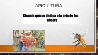 Ciencia que se dedica a la cría de las
abejas
APICULTURA
 