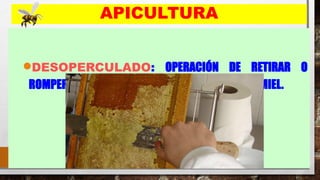 32
APICULTURA
•DESOPERCULADO: OPERACIÓN DE RETIRAR O
ROMPER EL OPÉRCULO QUE CIERRA LAS CELDAS DE MIEL.
 