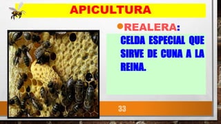 33
APICULTURA
•REALERA:
CELDA ESPECIAL QUE
SIRVE DE CUNA A LA
REINA.
 