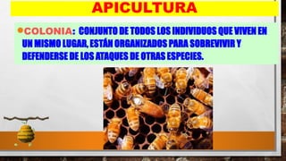 34
APICULTURA
•COLONIA: CONJUNTO DE TODOS LOS INDIVIDUOS QUE VIVEN EN
UN MISMO LUGAR, ESTÁN ORGANIZADOS PARA SOBREVIVIR Y
DEFENDERSE DE LOS ATAQUES DE OTRAS ESPECIES.
 