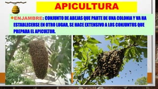 35
APICULTURA
•ENJAMBRE: CONJUNTO DE ABEJAS QUE PARTE DE UNA COLONIA Y VA HA
ESTABLECERSE EN OTRO LUGAR, SE HACE EXTENSIVO A LOS CONJUNTOS QUE
PREPARA EL APICULTOR.
 