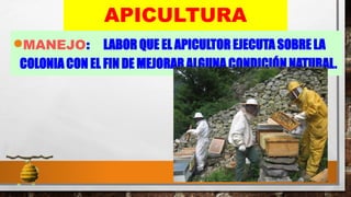 37
APICULTURA
•MANEJO: LABOR QUE EL APICULTOR EJECUTA SOBRE LA
COLONIA CON EL FIN DE MEJORAR ALGUNA CONDICIÓN NATURAL.
 