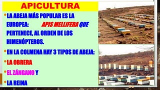 38
APICULTURA
•LA ABEJA MÁS POPULAR ES LA
EUROPEA: APIS MELLIFERA QUE
PERTENECE, AL ORDEN DE LOS
HIMENÓPTEROS.
•EN LA COLMENA HAY 3 TIPOS DE ABEJA:
•LA OBRERA
•EL ZÁNGANO Y
•LA REINA
 