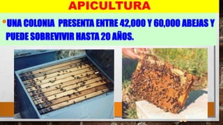 39
APICULTURA
•UNA COLONIA PRESENTA ENTRE 42,000 Y 60,000 ABEJAS Y
PUEDE SOBREVIVIR HASTA 20 AÑOS.
 