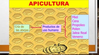 4
APICULTURA
Cría de
las abejas
Productos de
uso humano
Miel
Cera
Propoleo
Polen
Jalea Real
Veneno
 