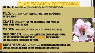 CLASIFICACIÓN ZOOTECNICA
REINO: ANIMALIA (EUCARIOTAS-HETEROTROFO)
FILO: ARTHROPODA (ESQUELETO EXTERNO Y APÉNDICES
ARTICULADOS)
CLASE: INSECTA (UN PAR DE ANTENAS, TRES PARES DE
PATAS Y DOS PARES DE ALAS
ORDEN: HYMENOPTERA (ALAS MEMBRANOSAS)
SUBORDEN: APOCRITA (ESTRECHA CINTURA QUE SEPARA
LOS DOS PRIMEROS SEGMENTOS DEL ABDOMEN, EL PRIMERO DE
LOS CUALES ESTÁ FUSIONADO AL TÓRAX
SUPERFAMILIA: APOIDEA (. SUMINISTRAN ALIMENTOS A SUS
LARVAS. HACEN SUS NIDOS EN UNA VARIEDAD DE SUSTRATOS.)
 