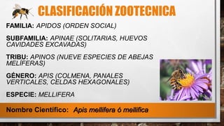 CLASIFICACIÓN ZOOTECNICA
FAMILIA: APIDOS (ORDEN SOCIAL)
SUBFAMILIA: APINAE (SOLITARIAS, HUEVOS
CAVIDADES EXCAVADAS)
TRIBU: APINOS (NUEVE ESPECIES DE ABEJAS
MELÍFERAS)
GÉNERO: APIS (COLMENA, PANALES
VERTICALES, CELDAS HEXAGONALES)
ESPECIE: MELLIFERA
Nombre Científico: Apis mellifera ó mellifica
 
