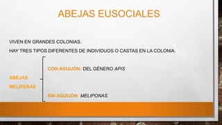 ABEJAS EUSOCIALES
VIVEN EN GRANDES COLONIAS.
HAY TRES TIPOS DIFERENTES DE INDIVIDUOS O CASTAS EN LA COLONIA.
CON AGUIJÓN: DEL GÉNERO APIS
ABEJAS
MELÍFERAS
SIN AGUIJÓN: MELIPONAS
 