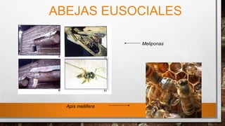 ABEJAS EUSOCIALES
Meliponas
Apis mellifera
 