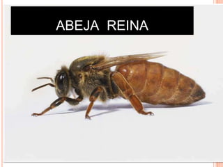 ABEJA REINA
 