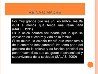 REINA O MADRE
Por muy grande que sea un enjambre, resulta
inútil a menos que tenga una reina fértil
(MACE, 1991)
Es la única hembra fecundada por lo que se
convierte en el centro y vida de la familia.
Si se muere, la colonia tendrá que crear otra o
de lo contrario desaparecerá. No toma parte del
gobierno de la colonia y su función principal es
poner huevecillos que aseguren la continuidad y
supervivencia de la sociedad (SALAS, 2000)
 